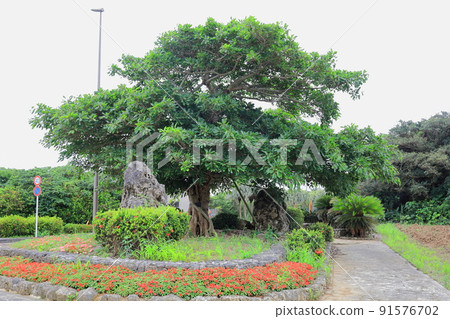 沖繩縣石垣市石垣機場/白穗的榕樹 91576702