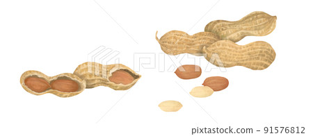 Hand-painted peanuts 91576812