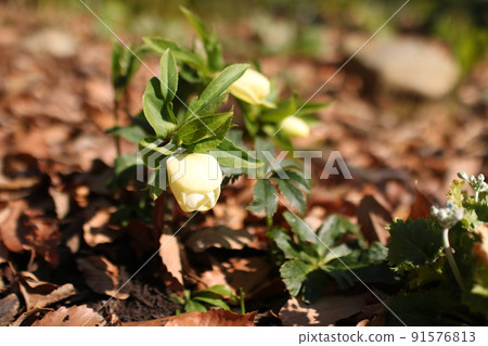 Christmas rose with unspread petals Christmas rose with unspread petals 91576813