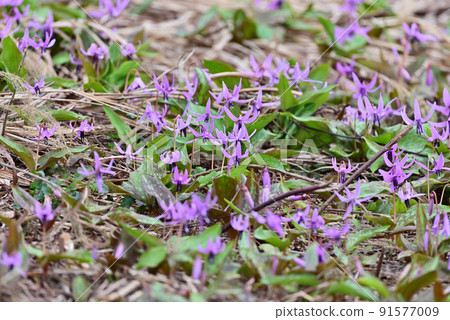 Katakuri community 91577009