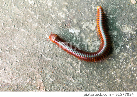 Red millipede crawl on concrete background 91577054