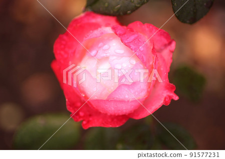 玫瑰花 玫瑰花 91577231