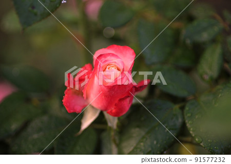 玫瑰花 91577232
