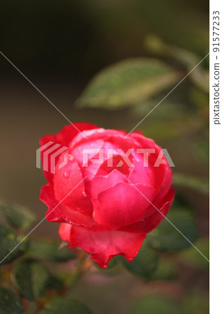玫瑰花 玫瑰花 91577233