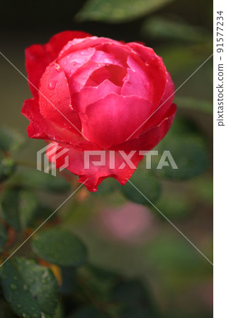 玫瑰花 玫瑰花 91577234