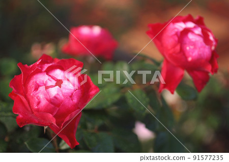 玫瑰花 91577235