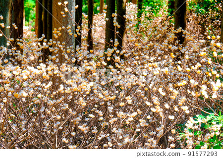 Japanese allspice flowering Japanese allspice flowering 91577293