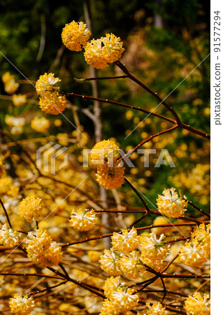 Japanese allspice flowering Japanese allspice flowering 91577294