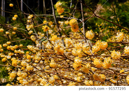 Japanese allspice flowering Japanese allspice flowering 91577295