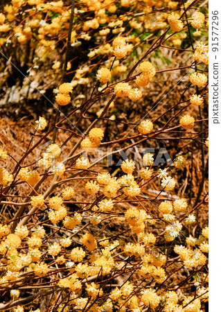Japanese allspice flowering Japanese allspice flowering 91577296