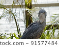 See here Shoebill 91577484