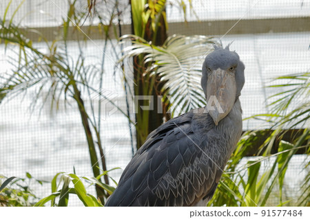 See here Shoebill See here Shoebill 91577484
