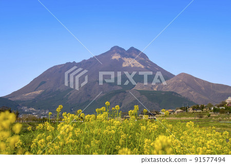 Yufuin Rape blossoms and Yufudake 91577494
