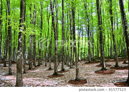Fresh green beautiful forest Fresh green beautiful forest 91577523