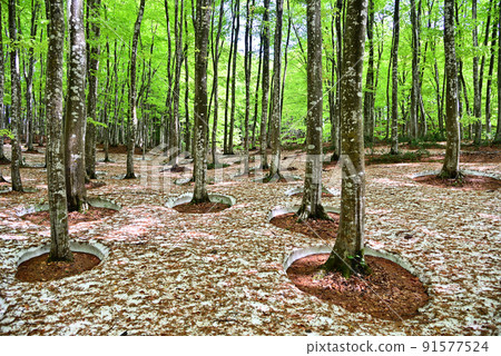 Fresh green beautiful forest Fresh green beautiful forest 91577524