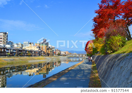 京都鴨川長廊上美麗的秋葉，您可以在晴朗的秋日午後漫步 91577544