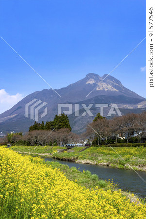 Yufuin強姦花和Yufudake 91577546