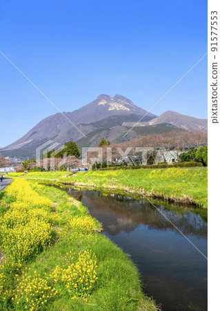 Yufuin Rape blossoms and Yufudake Yufuin Rape blossoms and Yufudake 91577553