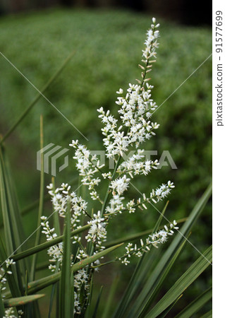 Odorous flower 91577699