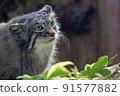 Pallas's cat staring with round eyes 91577882