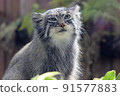Pallas's cat staring with round eyes 91577883