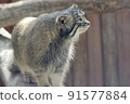 Pallas's cat facing sideways 91577884