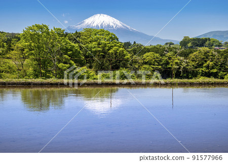 Oyama Town, Shizuoka Prefecture, Spring Rice Terraces in the Rice Planting Season and Mt. Fuji with Remaining Snow Oyama Town, Shizuoka Prefecture, Spring Rice Terraces in the Rice Planting Season and Mt. Fuji with Remaining Snow 91577966
