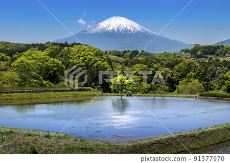 Oyama Town, Shizuoka Prefecture, Spring Rice Terraces in the Rice Planting Season and Mt. Fuji with Remaining Snow 91577970