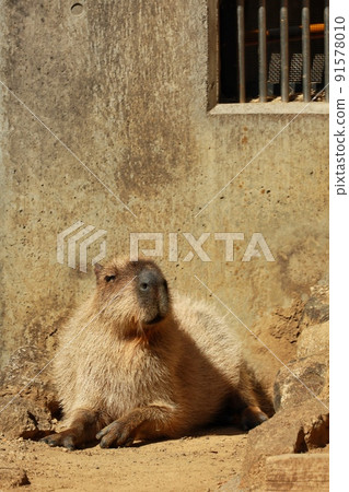 A cute capybara that is fluffy and laid back 91578010
