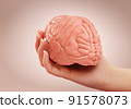 Hand holding human brain over pink studio background. Concept of education, mind, brain disease, psyhology. 3D rendering. 91578073