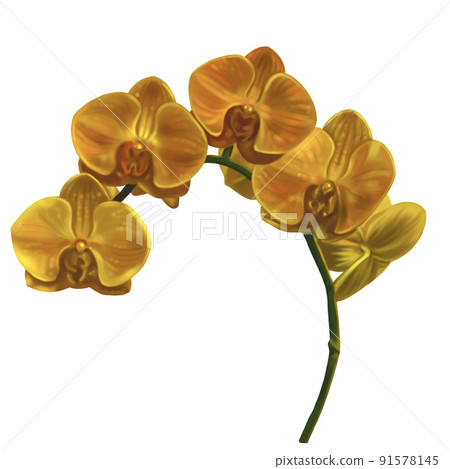 watercolor yellow orchid. Phalaenopsis is a realistic tropical flower. isolated illustration watercolor yellow orchid. Phalaenopsis is a realistic tropical flower. isolated illustration 91578145