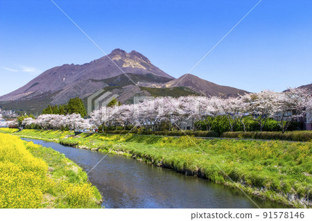 Yufuin Cherry blossoms lined with rape blossoms and Yufudake Yufuin Cherry blossoms lined with rape blossoms and Yufudake 91578146