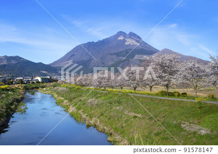 Yufuin櫻花盛開的油菜花和Yufudake Yufuin櫻花盛開的油菜花和Yufudake 91578147