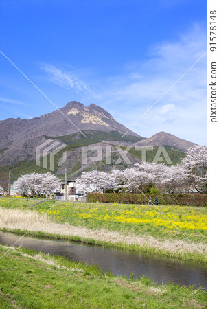 Yufuin櫻花盛開的油菜花和Yufudake 91578148