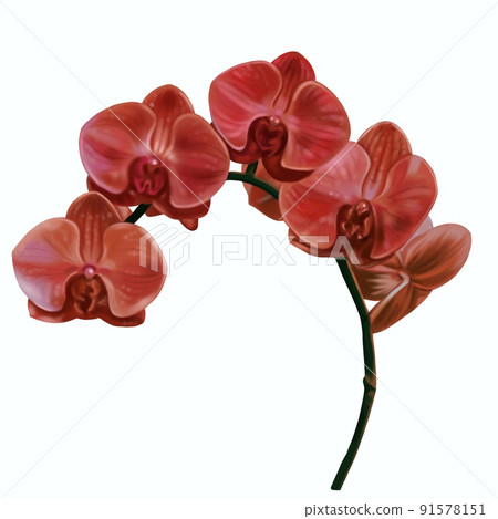 watercolor red orchid. Phalaenopsis is a realistic tropical flower. isolated illustration 91578151