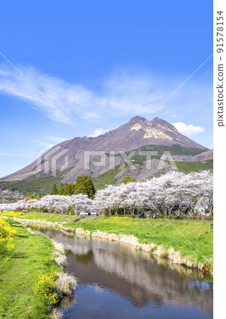 Yufuin櫻花盛開的油菜花和Yufudake Yufuin櫻花盛開的油菜花和Yufudake 91578154
