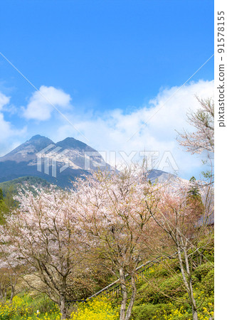 Yufuin櫻花盛開的油菜花和Yufudake Yufuin櫻花盛開的油菜花和Yufudake 91578155