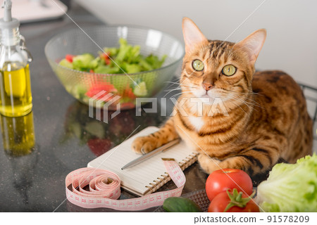 Top view of a cat making a healthy eating plan. Top view of a cat making a healthy eating plan. 91578209