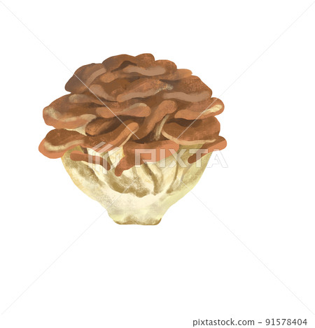Autumn taste Maitake mushroom Autumn taste Maitake mushroom 91578404