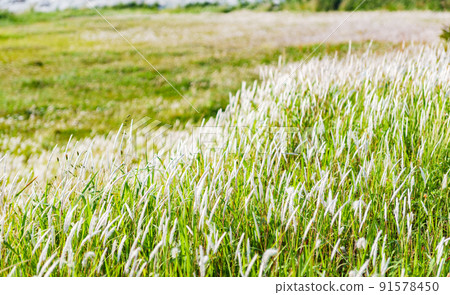 Meadow grassland Harappa Meadow grassland Harappa 91578450