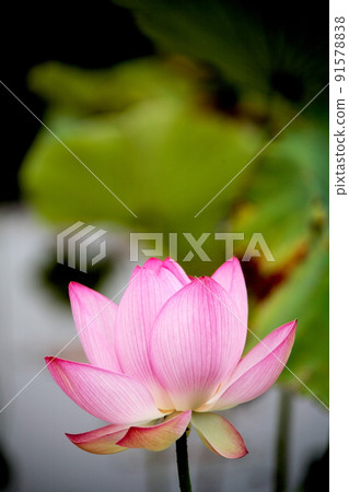 Lotus flower  91578838