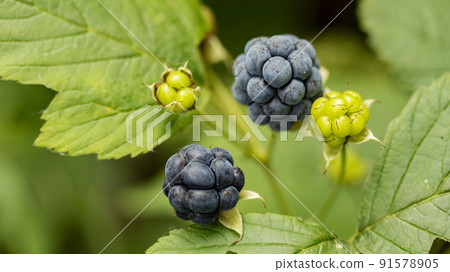 ripe blue BlackBerry berry on a Bush, macro photography ripe blue BlackBerry berry on a Bush, macro photography 91578905