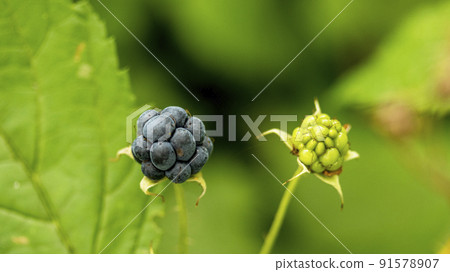 ripe northern blackberry on a bush, macro photo 91578907