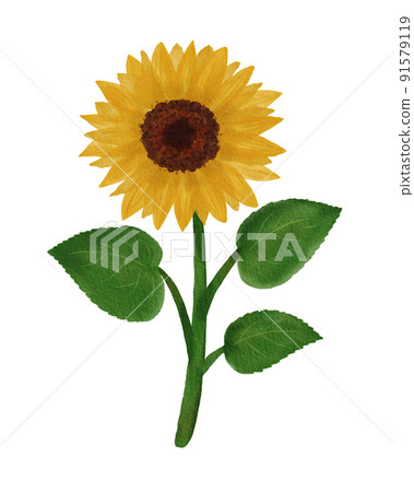 向日葵的插圖 91579119