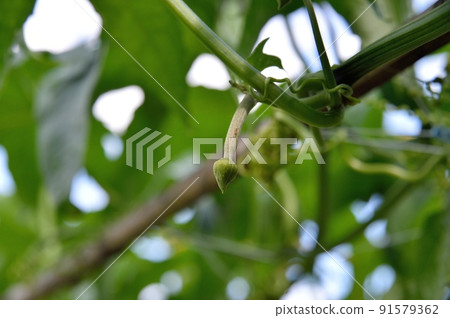 Female flower of Loofah 91579362