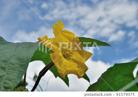 Female flower of Loofah 91579375