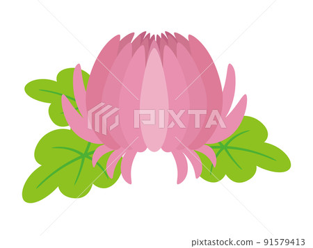 Pink chrysanthemum 91579413