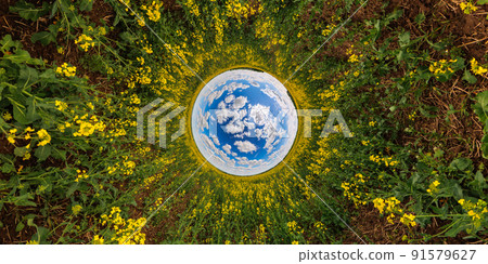 blue sphere reversed little planet view of yellow blossoming rapeseed field, round tunnel view 91579627