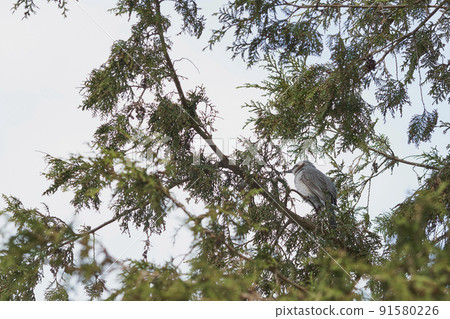 春天北海道鵯棲息在樹枝上 91580226