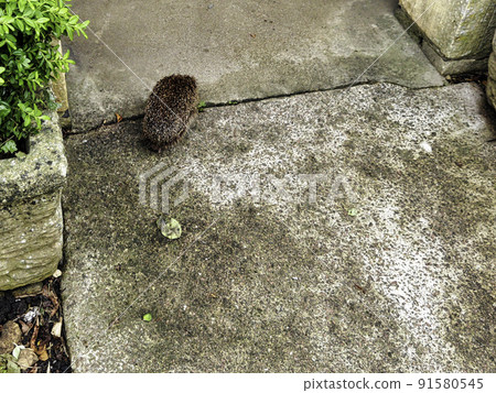 European hedgehog (Erinaceus europaeus) 91580545